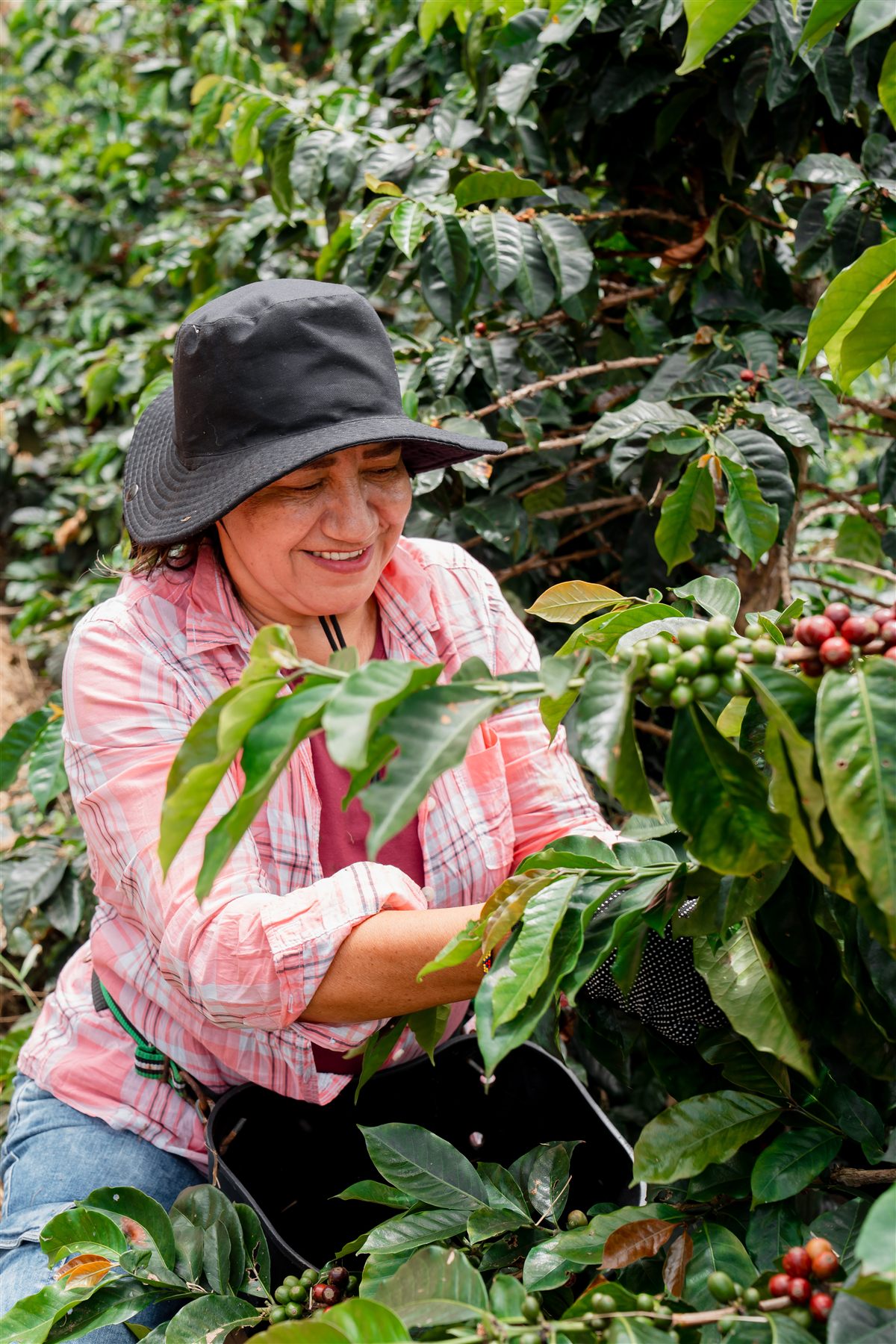 Fundadora de TruHer Coffee cosechando café