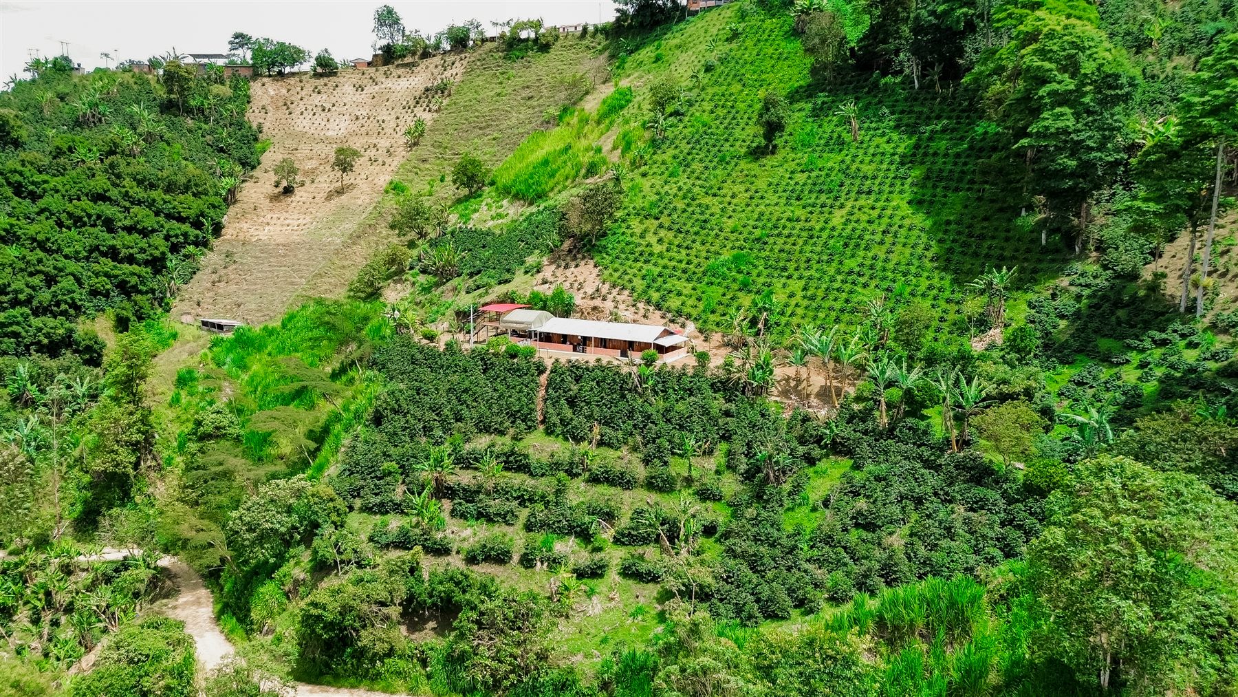 Vista aérea de la finca La Esmeralda entre cafetales